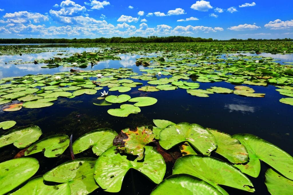 Rumänien Donau Delta Seerosen