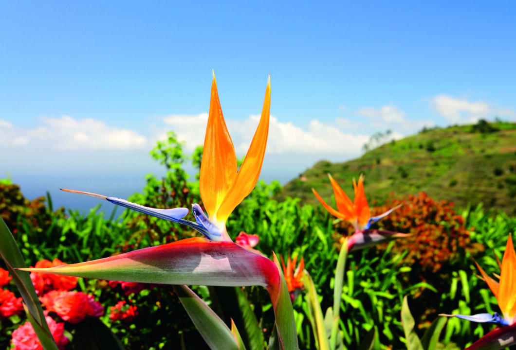 Madeira
