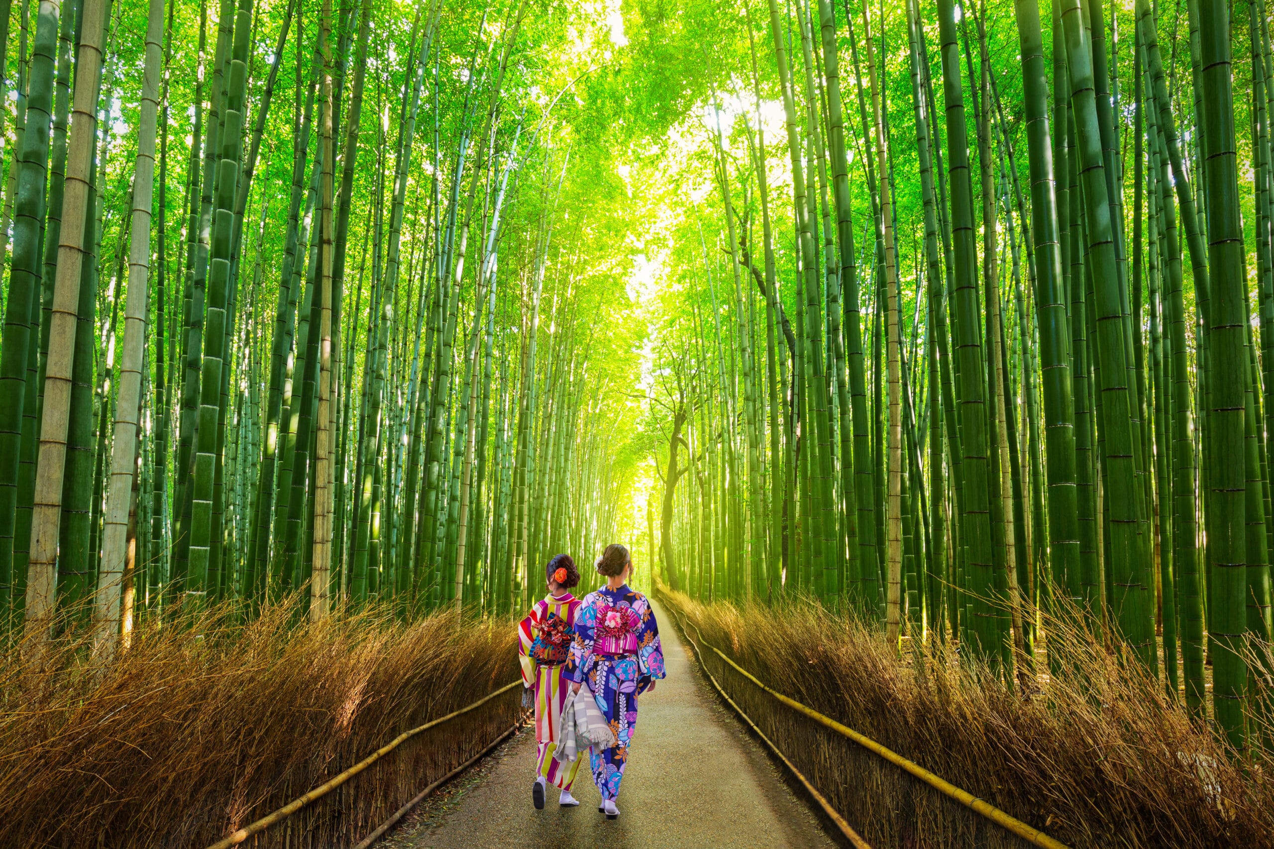 Bambuswald in Kyoto, Japan