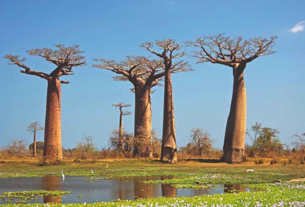 Madagaskar