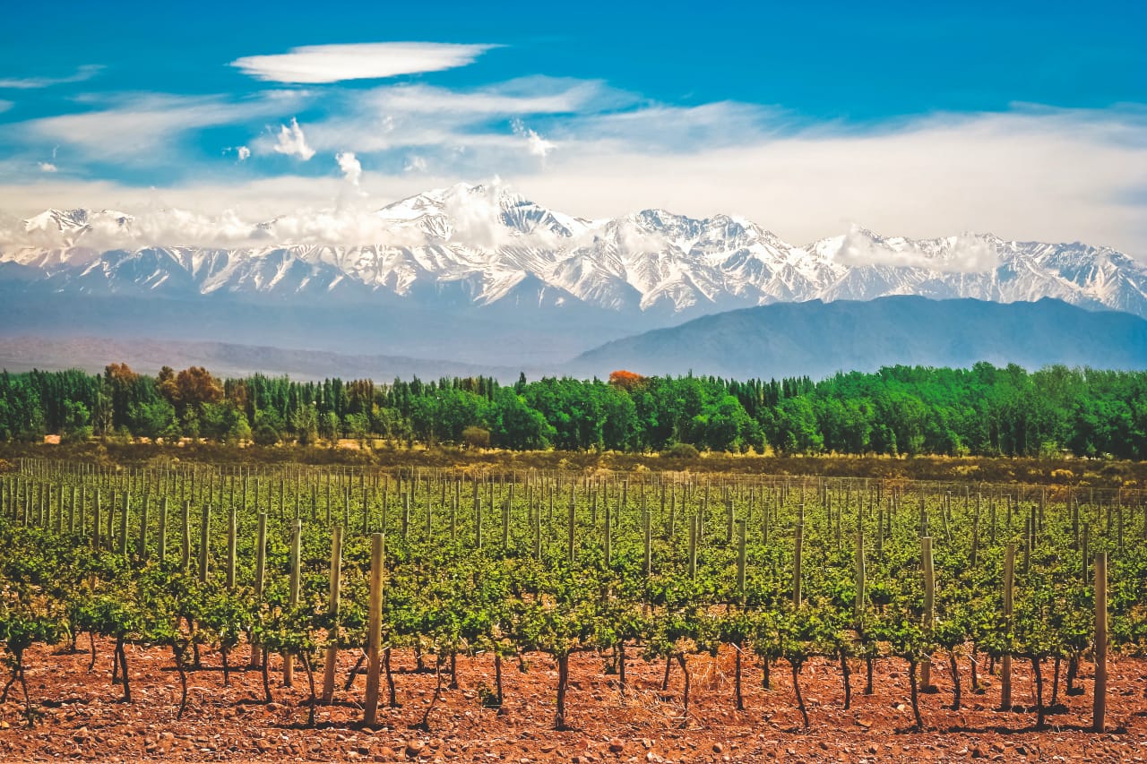 argentinien mendoza wineyard
