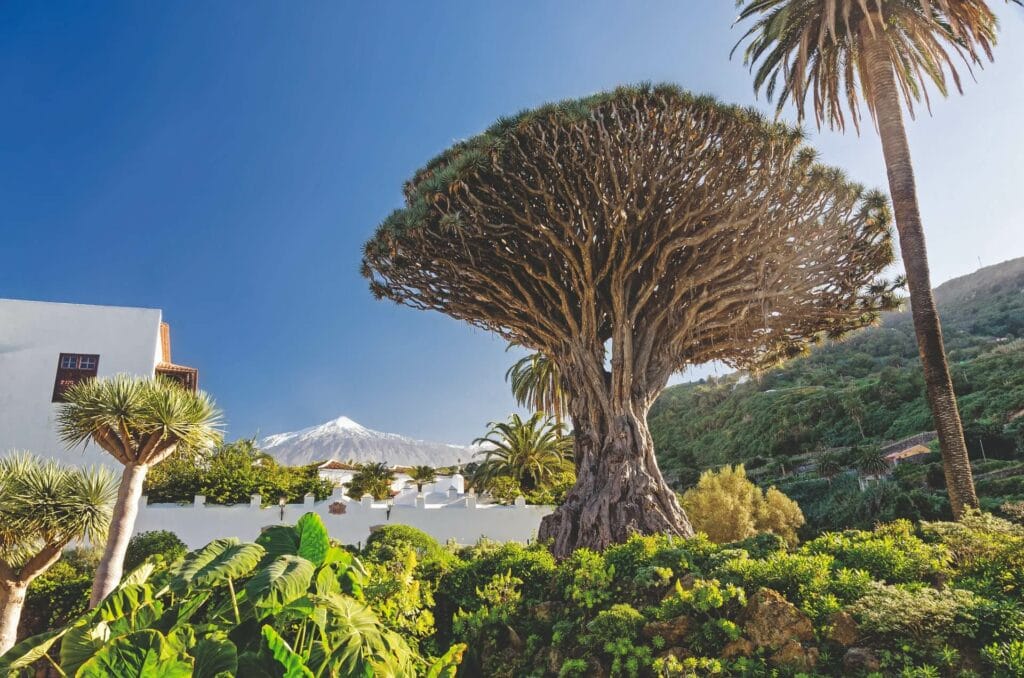 Teide und Drachenbaum auf Teneriffa Kanarische Inseln