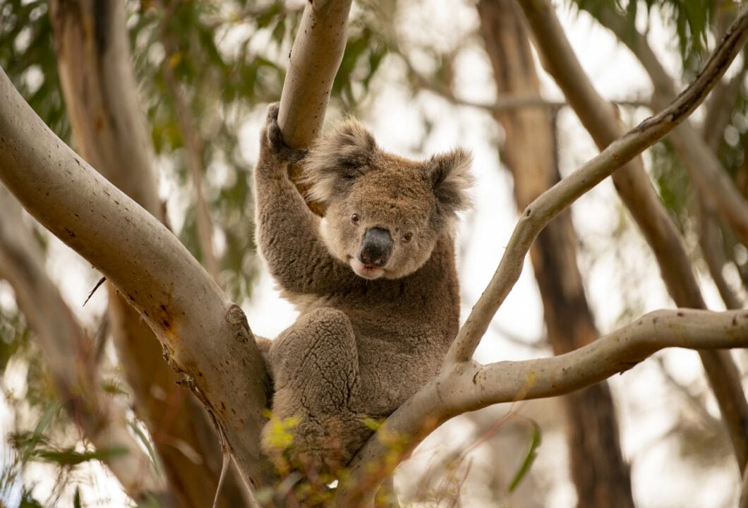 Naturparadies Kangaroo Island