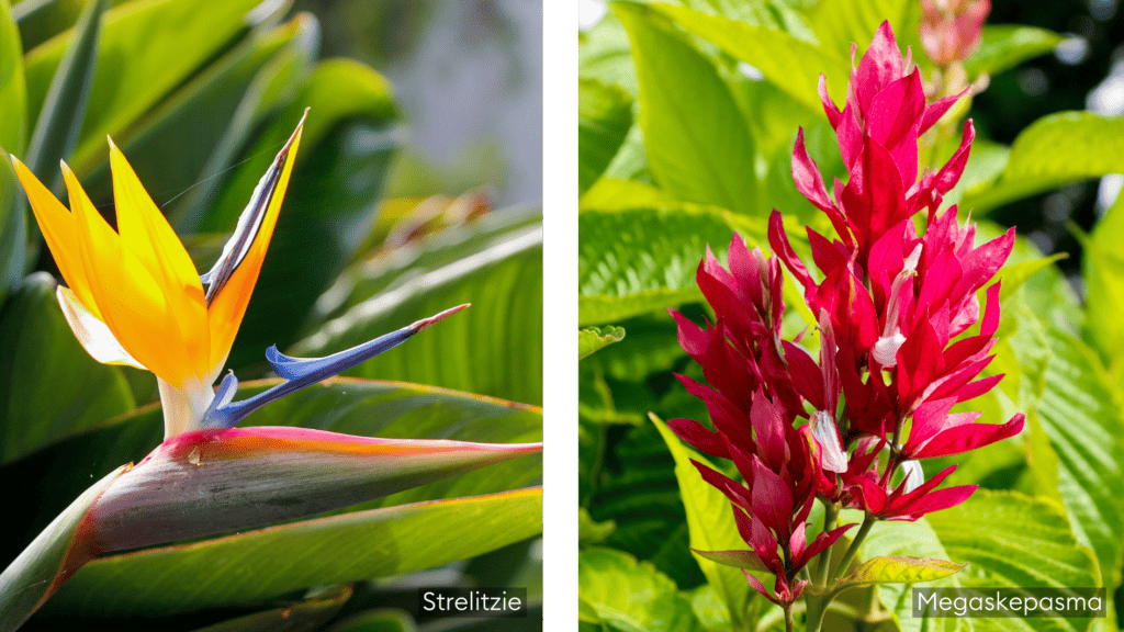 Madeira Blumen