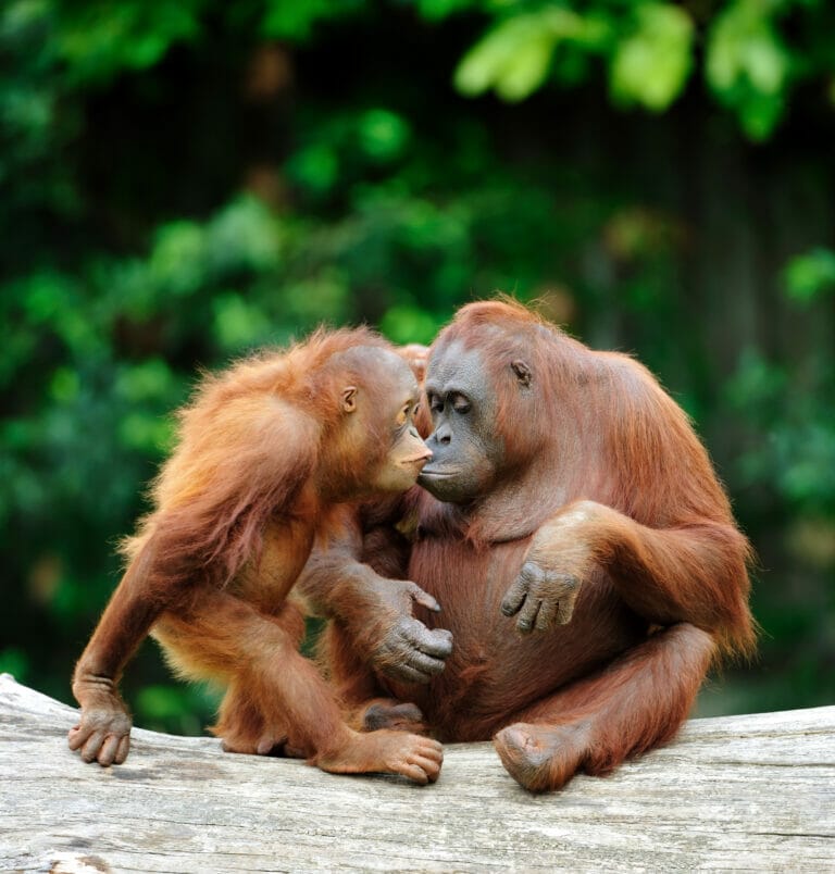 Malaysia - Borneo 2025