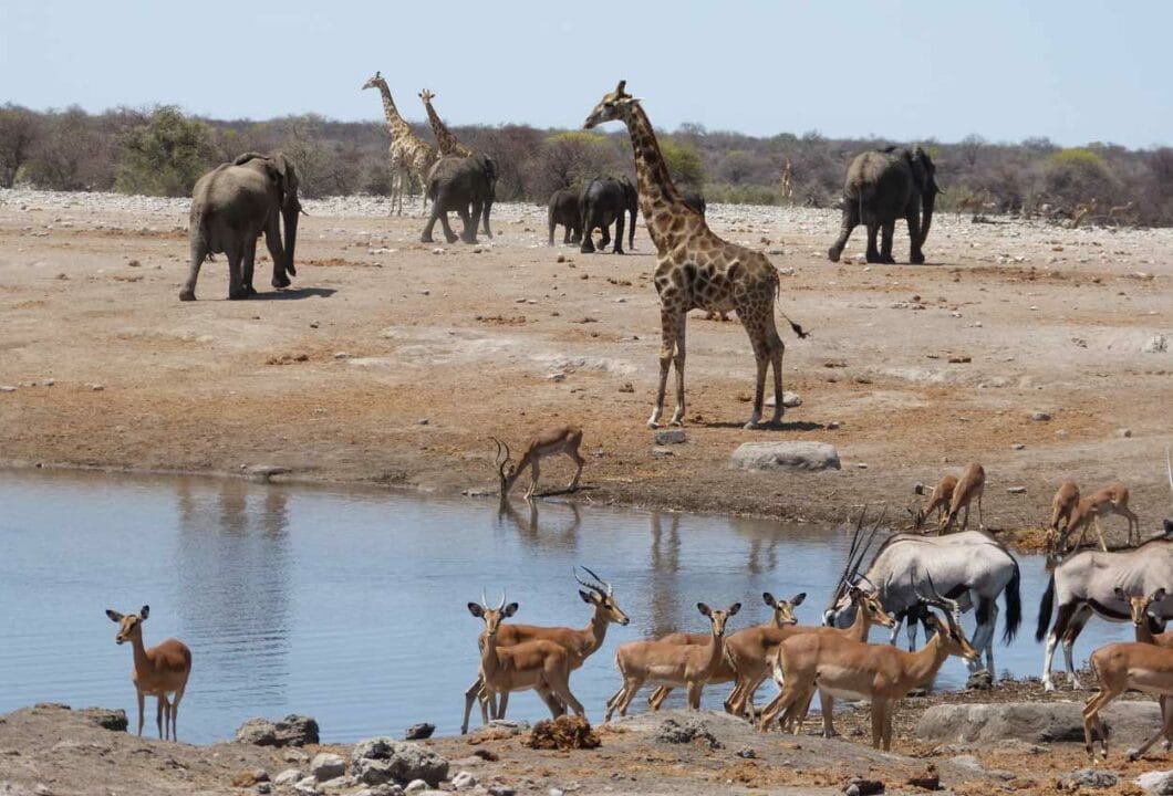 Etosha Nationalpark - afrikanische Fauna in ihrer schönsten Pracht