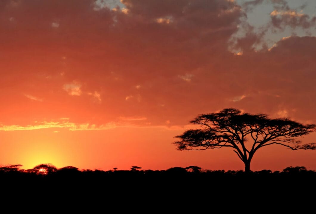  Serengeti Nationalpark