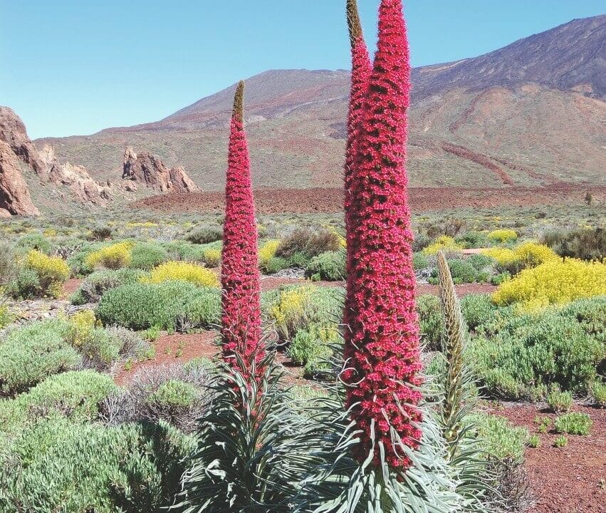 Teneriffa