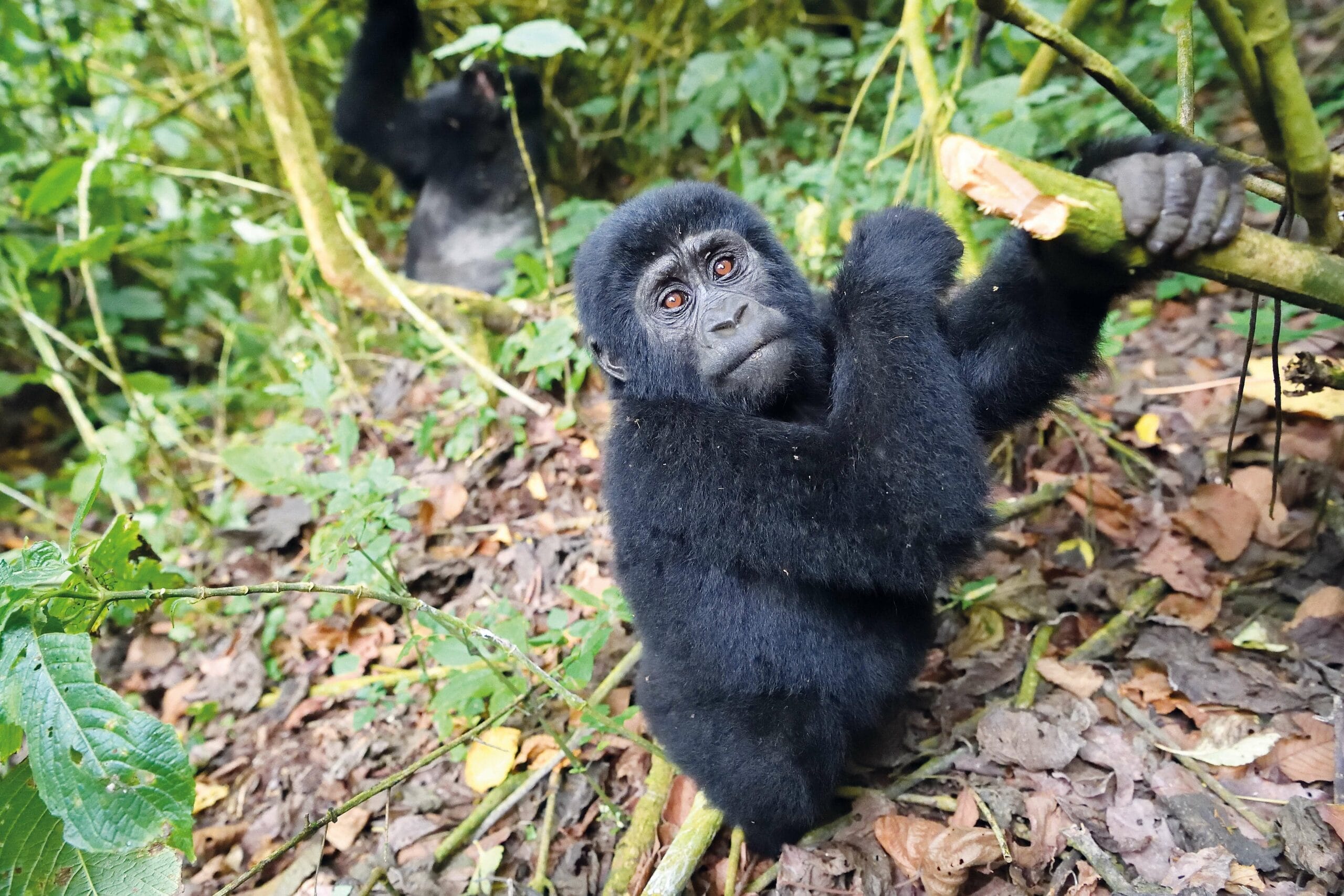 Uganda 