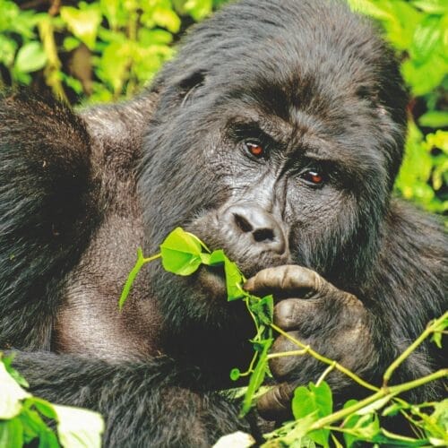 UGANDA