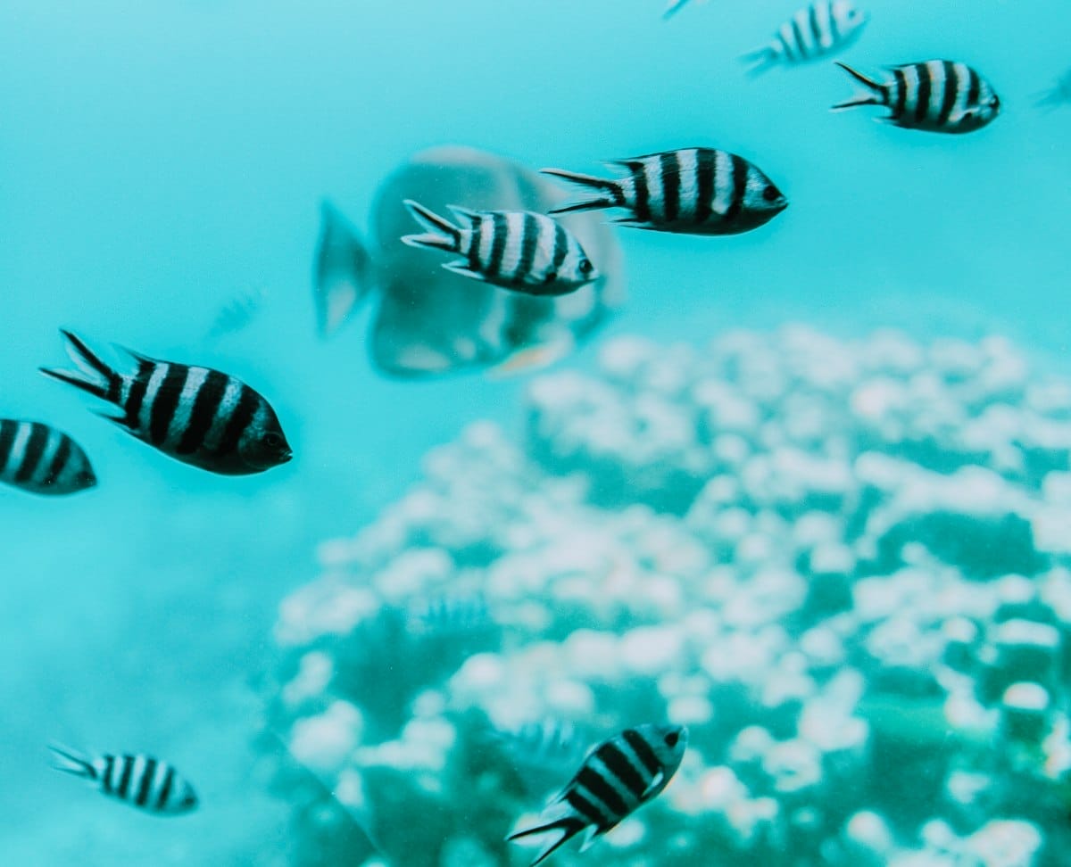 Reef-Safari