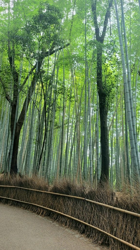 Arashiyama Bambuswald