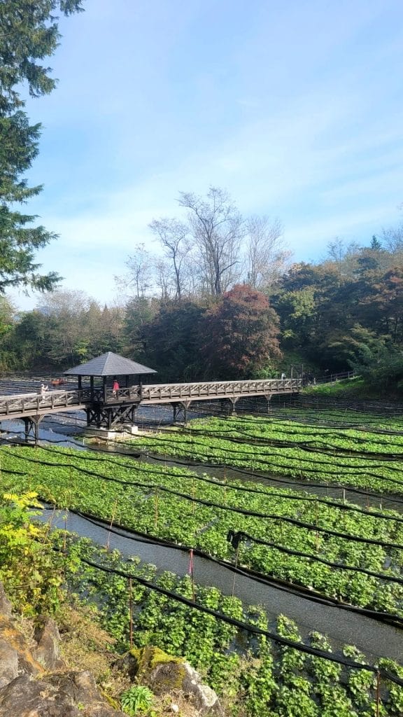 Besuch einer Wasabi Farm