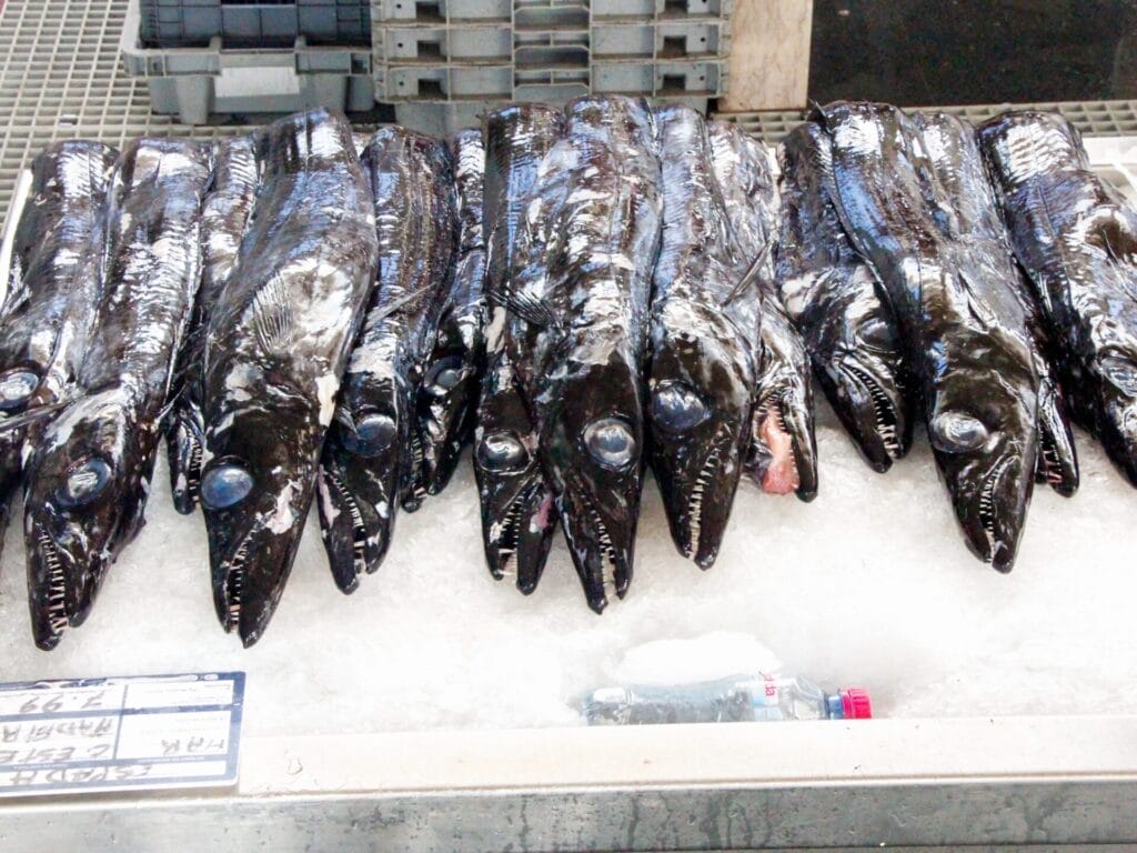 Auslage von schwarzem Degenfisch mit riesigen Augen und spitzen Zähnen in einem Fischmarkt