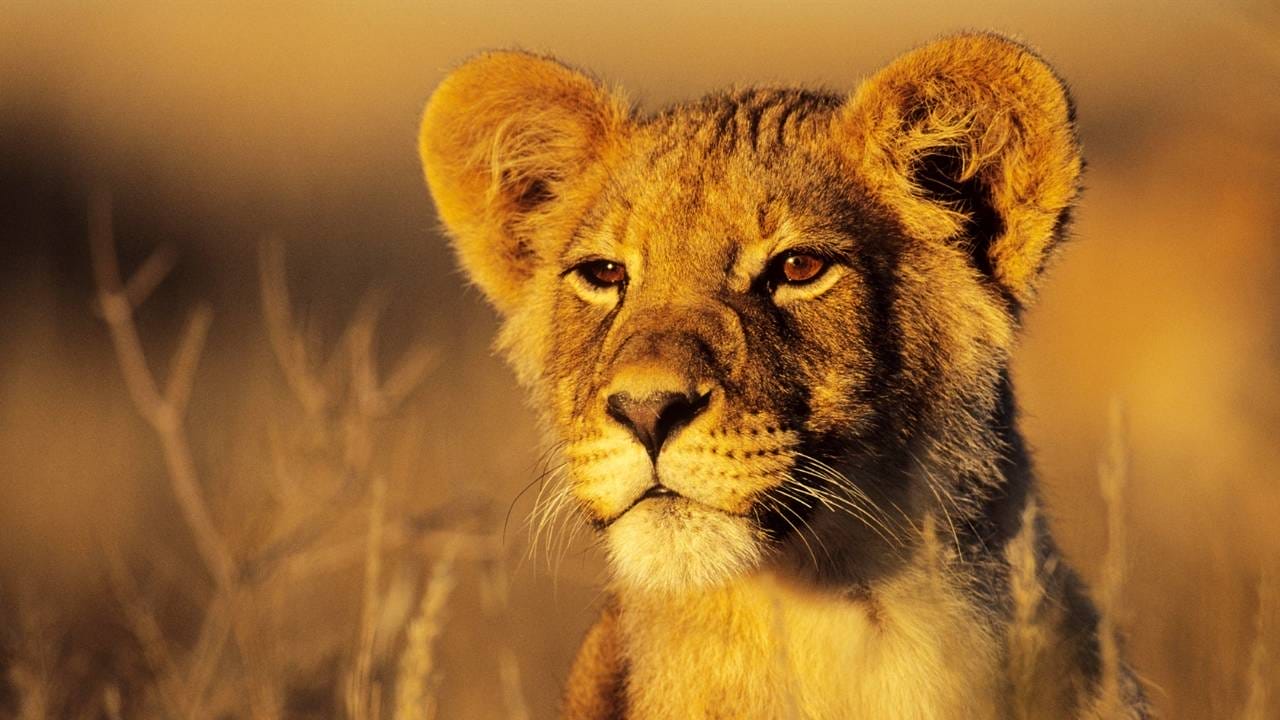 Namibia - Botswana - Simbabwe 2026