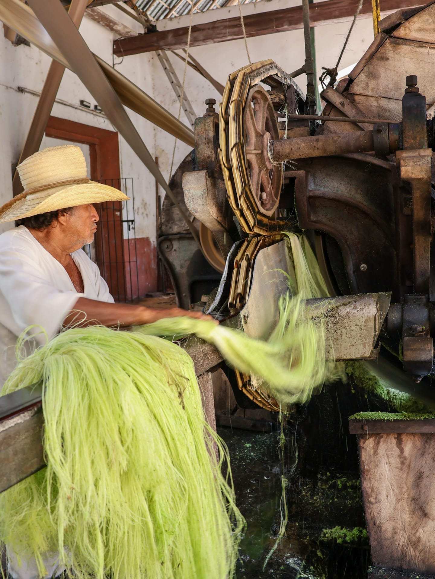 Einheimischer Arbeiter mit Strohhut verarbeitet an einer historischen Maschine frische, grüne Sisal-Fasern in einer traditionellen Manufaktur in Mexiko