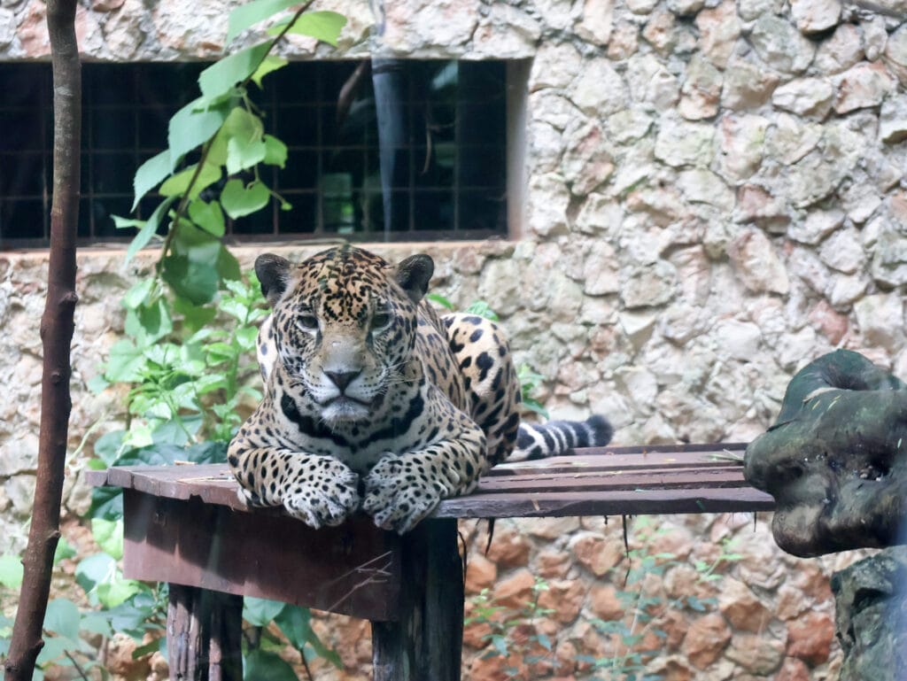 Majestätischer Jaguar auf einer Holzplattform vor einer Steinmauer in Tierauffangstation