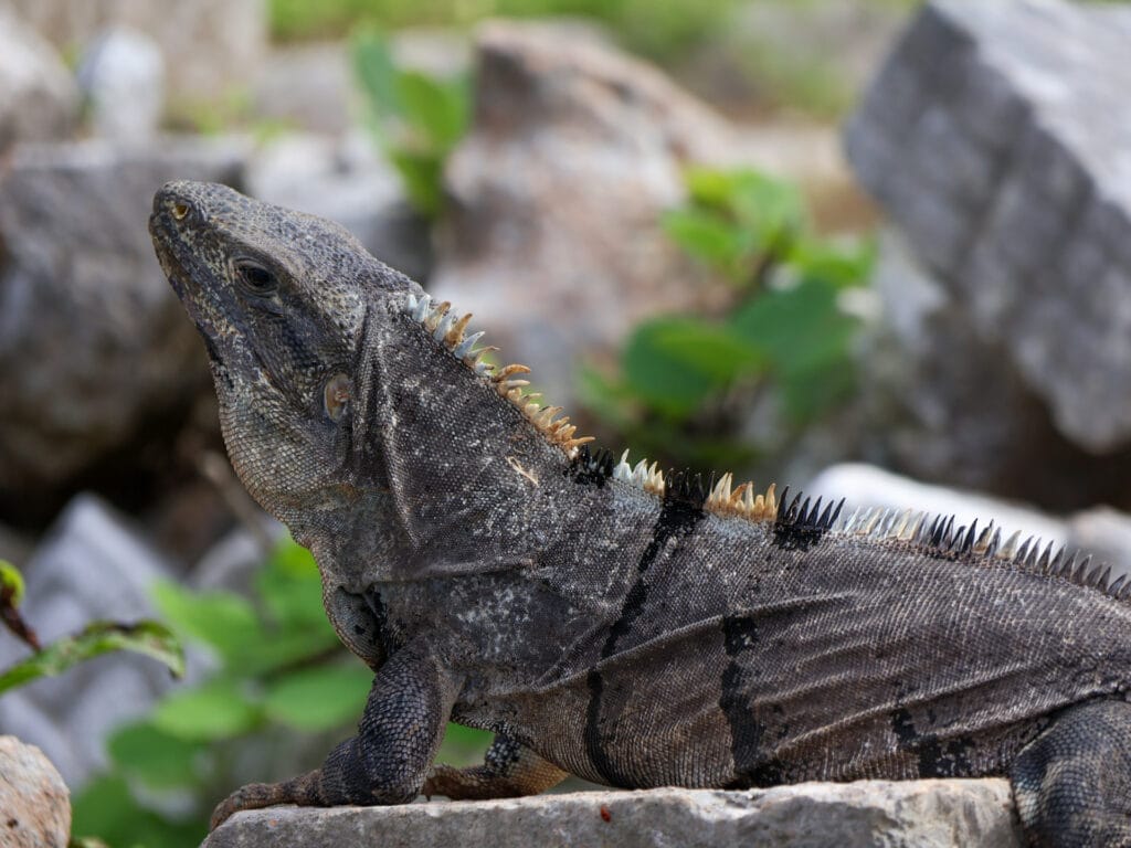 Imposanter Leguan in Nahaufnahme auf einem Felsen, als typisches Beispiel für die exotische Tierwelt, die Gäste in Mexiko entdecken können.