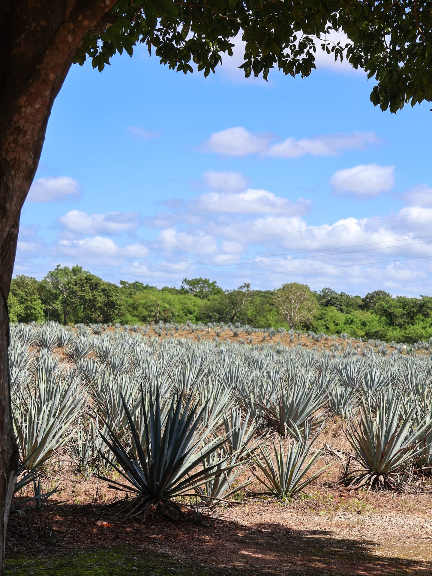Weitläufiges Agavenfeld in einer mexikanischen Landschaft unter blauem Himmel mit Wolken, im Vordergrund von einem Baum gerahmt, typisch für die Region der Tequila- und Mezcal-Produktion.